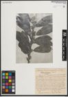 Foto von Salix medemii Boiss.